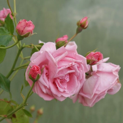 Coral Dawn
