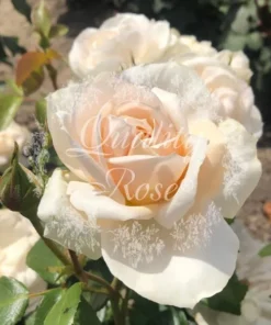 Lions rose / Champagne Moment