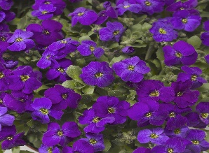 Aubrieta hybrida ‘Audrey Purple Shades’ Aedaubrieeta