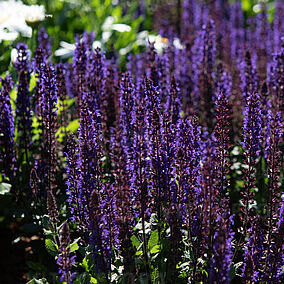 Salvia nemorosa ‘Midnight Purple’ Metssalvei