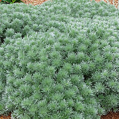 Artemisia schmidtiana ‘Silver Mound’ Schmithi puju
