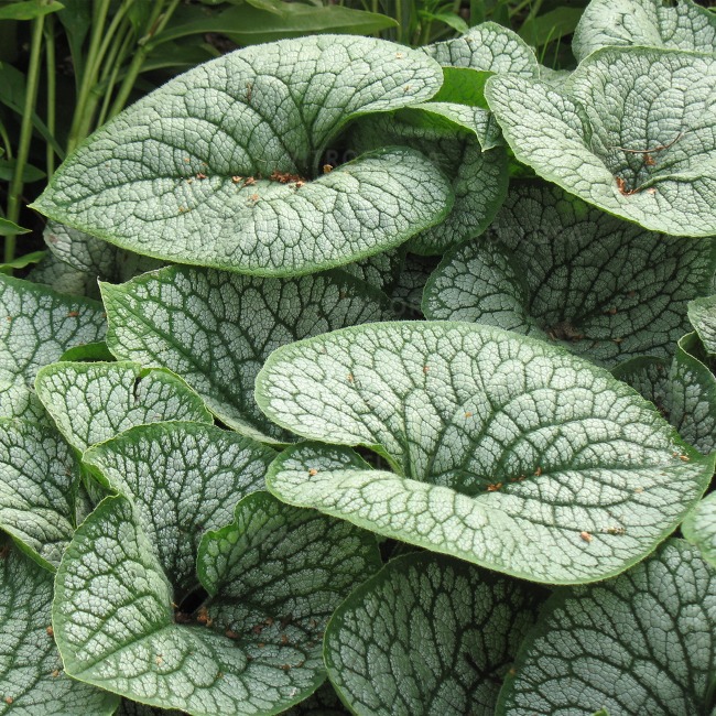 SUURELEHINE BRUNNERA 'Sea Heart'-image