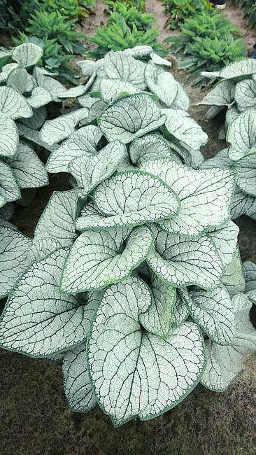 SUURELEHINE BRUNNERA 'Silver Heart'-image