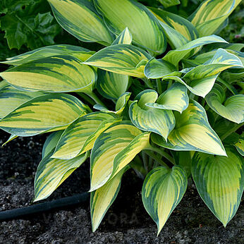 HOSTA 'June'-image