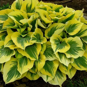 HOSTA 'Liberty'-image