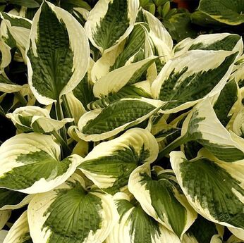 HOSTA 'Patriot'-image