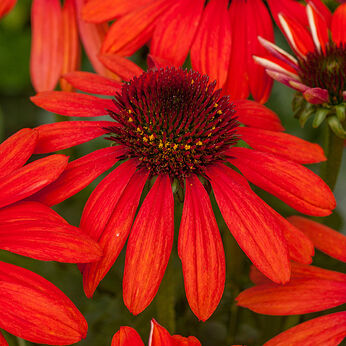 PURPUR SIILKÜBAR 'Pearl Red'-image